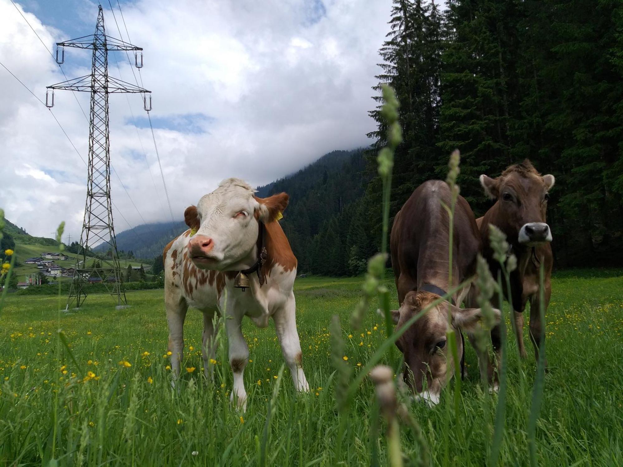 Landhaus Juritsch Klosterle am Arlberg Dış mekan fotoğraf